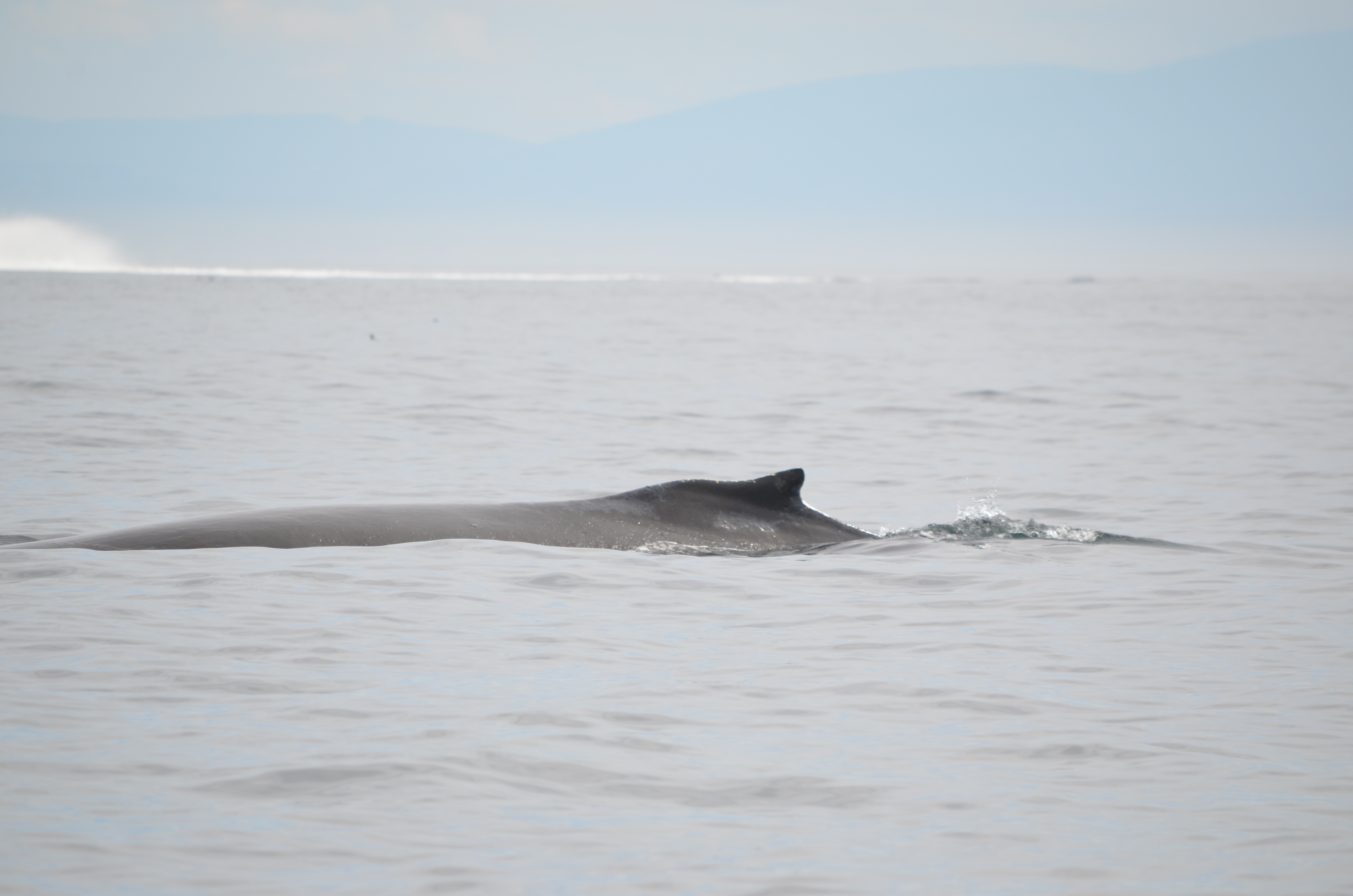 photos/wildlife/Mammal_Species/Humpback Whale/DSC_0133.JPG